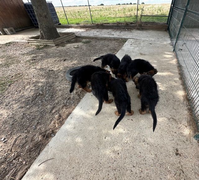 Chiot Berger Allemand Poil Long De La Seigneuriale