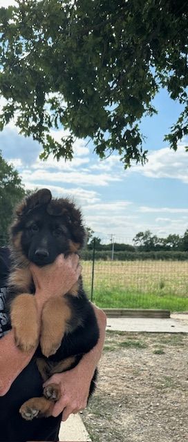 De La Seigneuriale - Chiots disponibles - Berger Allemand Poil Long