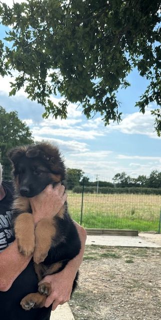 De La Seigneuriale - Chiots disponibles - Berger Allemand Poil Long