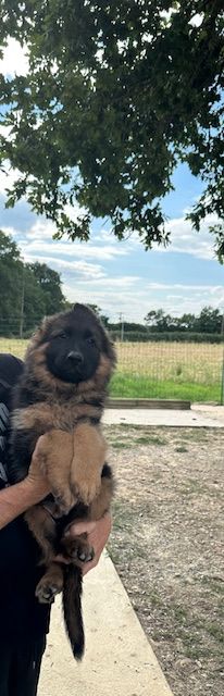 De La Seigneuriale - Chiots disponibles - Berger Allemand Poil Long