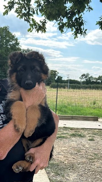 De La Seigneuriale - Chiots disponibles - Berger Allemand Poil Long